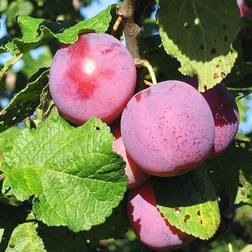 Prunus domestica 'Edinburgh' - Aed-ploomipuu 'Edinburgh' C6/6L